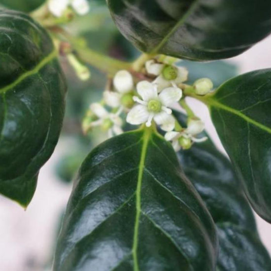 Nellie-Stevens-Holly-Tree-2