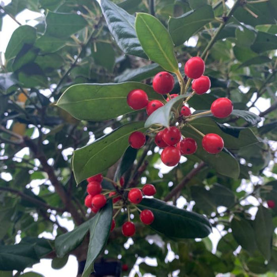 Nellie-Stevens-Holly-Tree-3