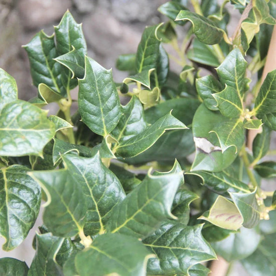 Nellie-Stevens-Holly-Tree-4