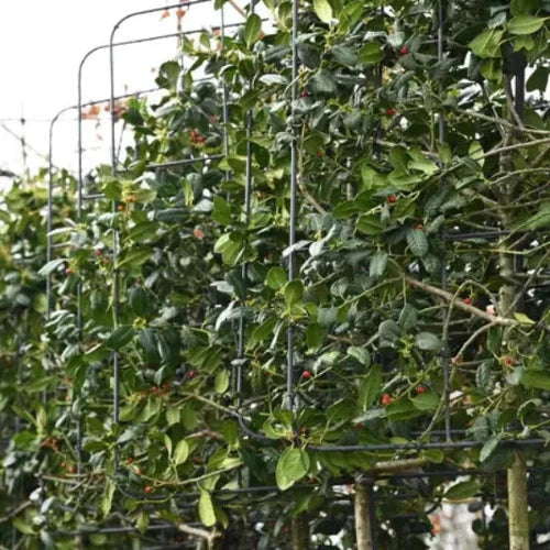 Nellie-Stevens-Pleached-Tree-5
