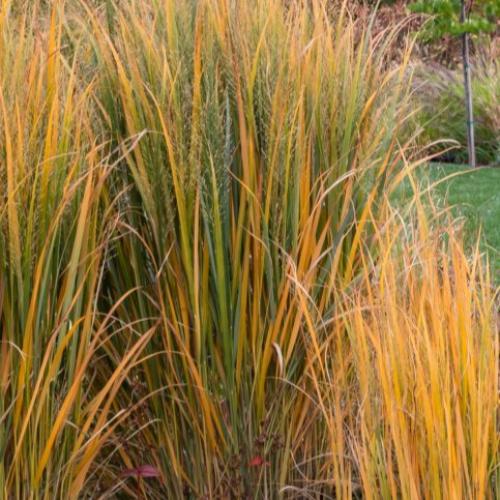 Northwind-Switchgrass-3