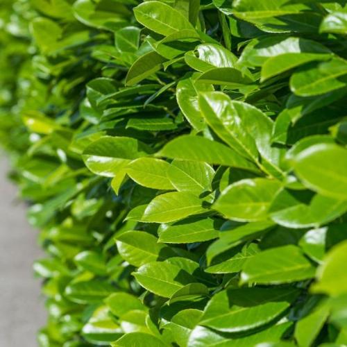 Novita-Cherry-Laurel-Screening-Tree-2
