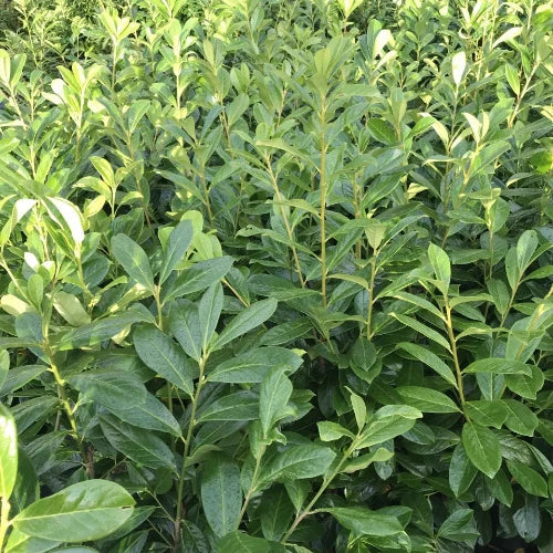 Novita-Cherry-Laurel-Screening-Tree-3