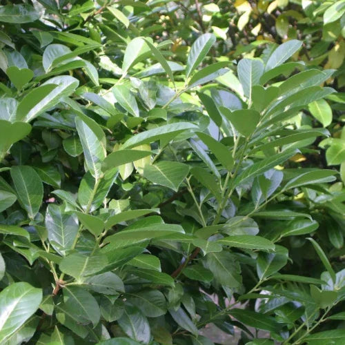 Novita-Cherry-Laurel-Screening-Tree-4
