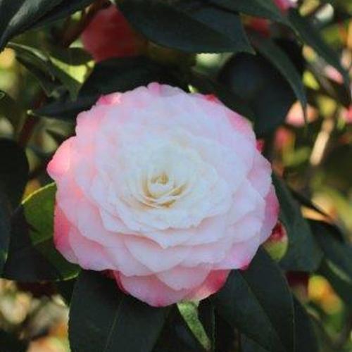 Nuccious-Pearl-Camellia-Plants-2