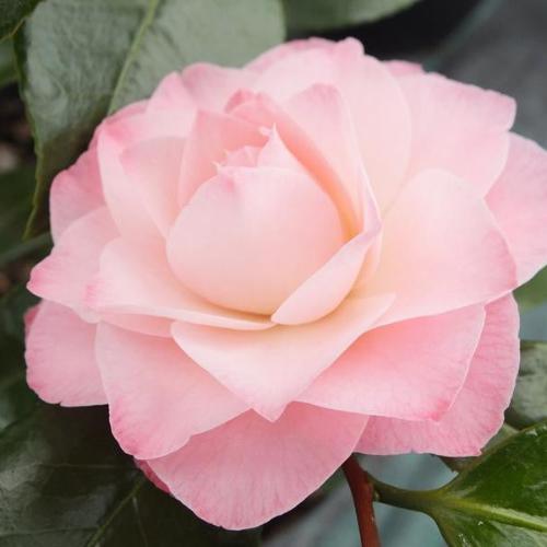 Nuccious-Pearl-Camellia-Plants-4