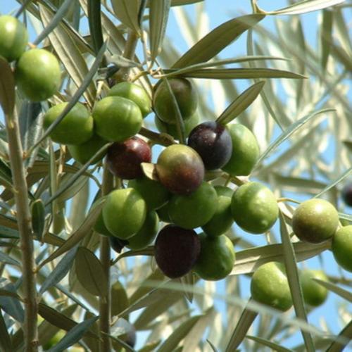 Olea-Olive-Exotic-Trees-2