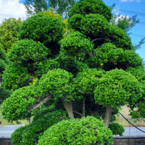 Olive-Cloud-Bonsai-Tree-2