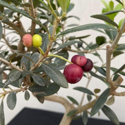 Olive-Cloud-Bonsai-Tree-4