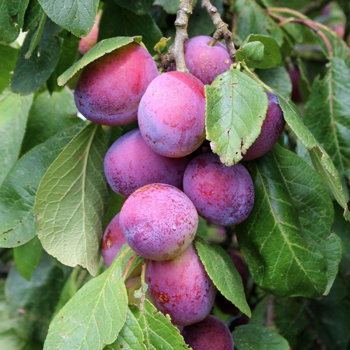 Opal Plum Fruit Tree Pot Grown 7.5L 1/2 Std (x28) Multi-deal