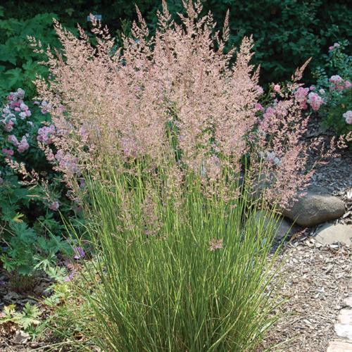 Overdam Feather Reed Ornamental Grass...