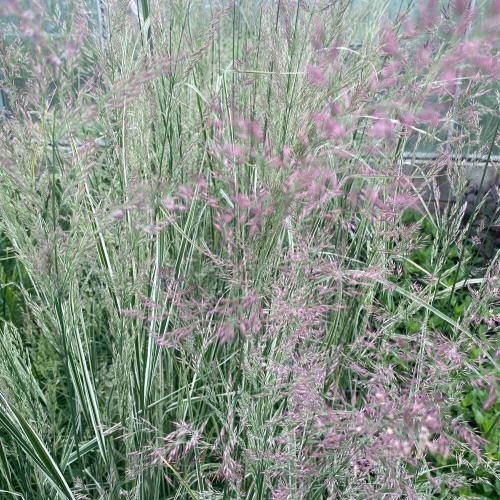 Overdam-Feather-Reed-Grass-2