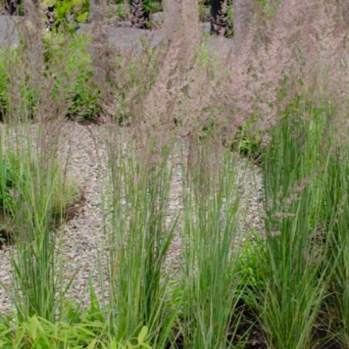 Overdam-Feather-Reed-Grass-3