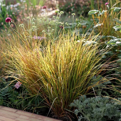 Pheasant-Tail-Grasses-2