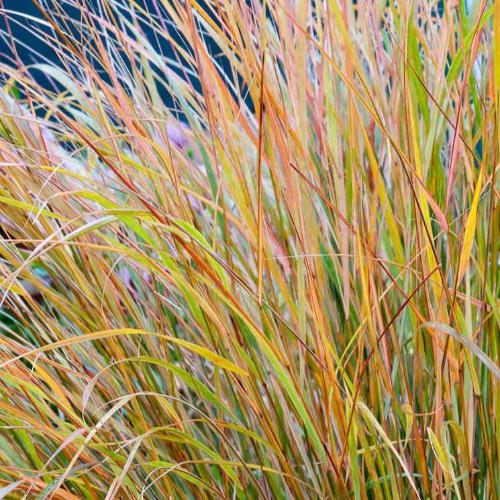 Pheasant-Tail-Grasses-3