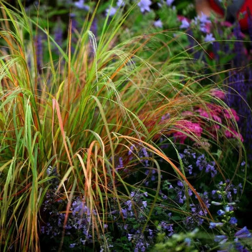 Pheasant-Tail-Grasses-4