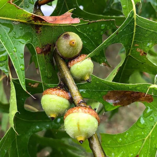 Pin-Oak-Green-Dwarf-Tree-2