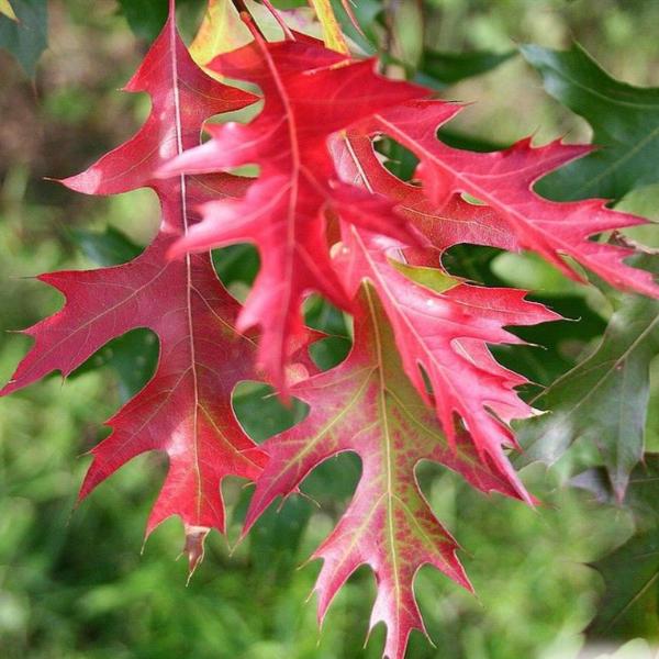 Pin-Oak-Green-Dwarf-Tree-3