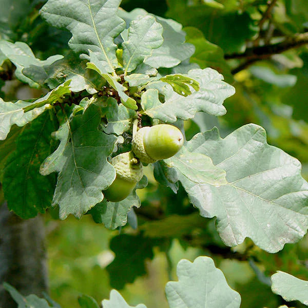 Pin-Oak-Green-Dwarf-Tree-4