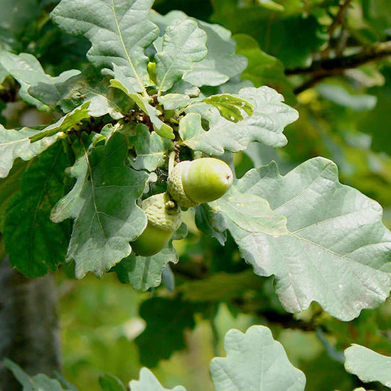 Pin-Oak-Green-Dwarf-Tree-4