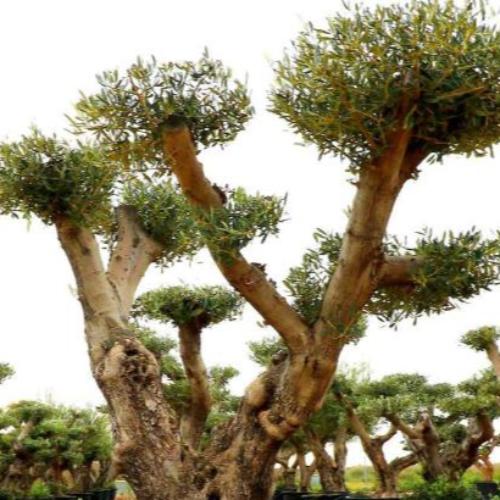Pom-Pom-Olive-Trees-2