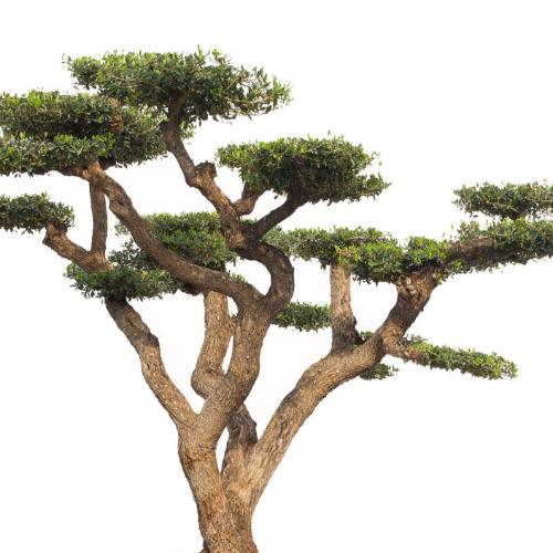 Pom-Pom-Olive-Trees-3