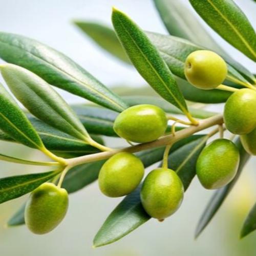 Pom-Pom-Olive-Trees-4