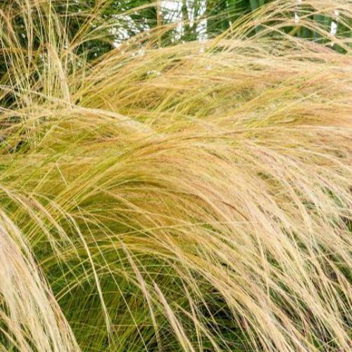 Pony-Tails-Grasses-2