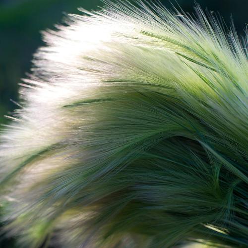 Pony-Tails-Grasses-4