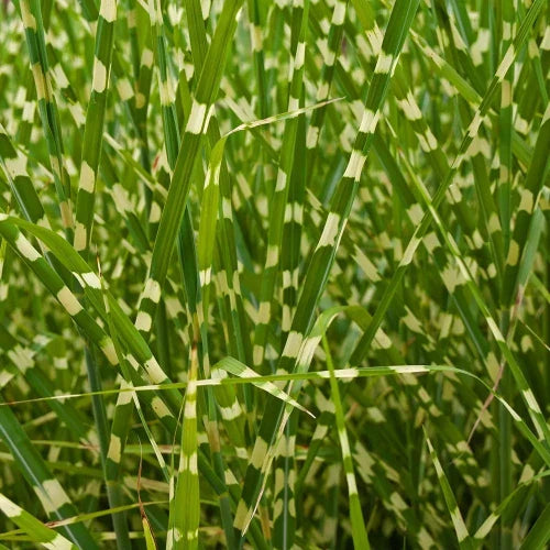 Porcupine-Ornamental-Grasses-1