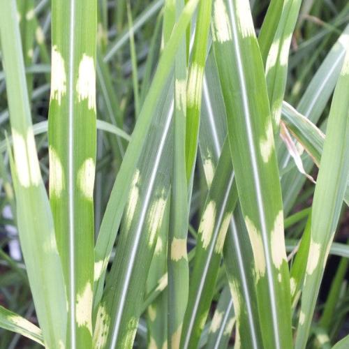 Porcupine-Ornamental-Grasses-3