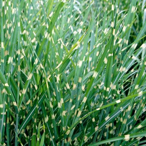 Porcupine-Ornamental-Grasses-4