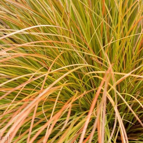 Prairie Fire Sedge Ornamental Grass...