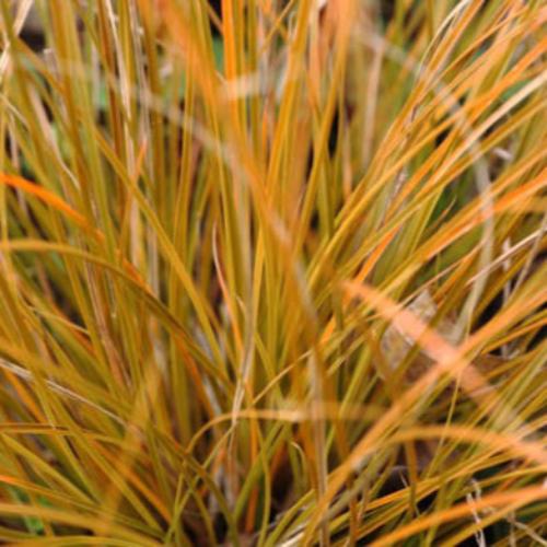 Prairie-Fire-Ornamental-Grasses-2
