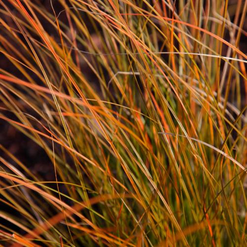 Prairie-Fire-Ornamental-Grasses-3