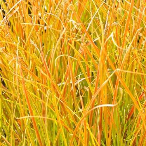 Prairie-Fire-Ornamental-Grasses-4