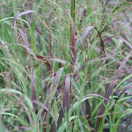 Prairie-Sky-Switchgrass-2