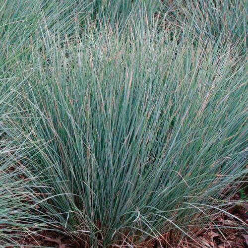 Prairie-Sky-Switchgrass-3
