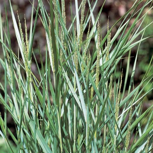 Prairie-Sky-Switchgrass-4
