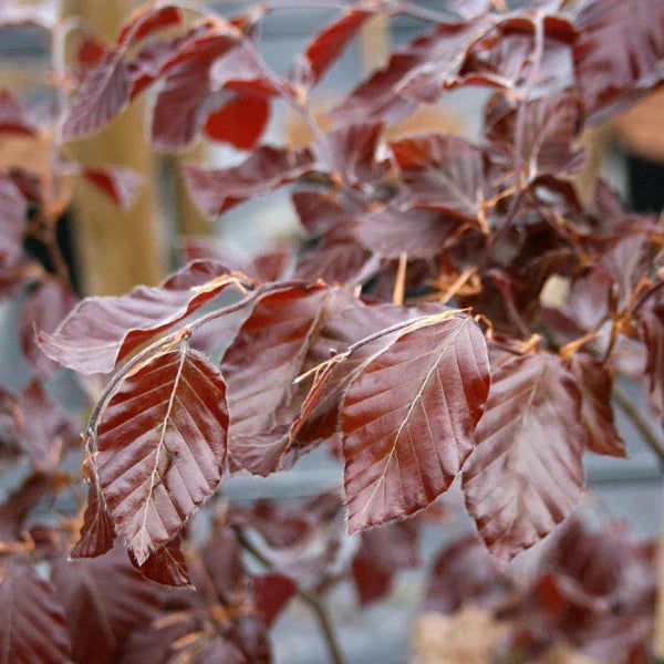 Purple-Fountain-Beech-Tree-2