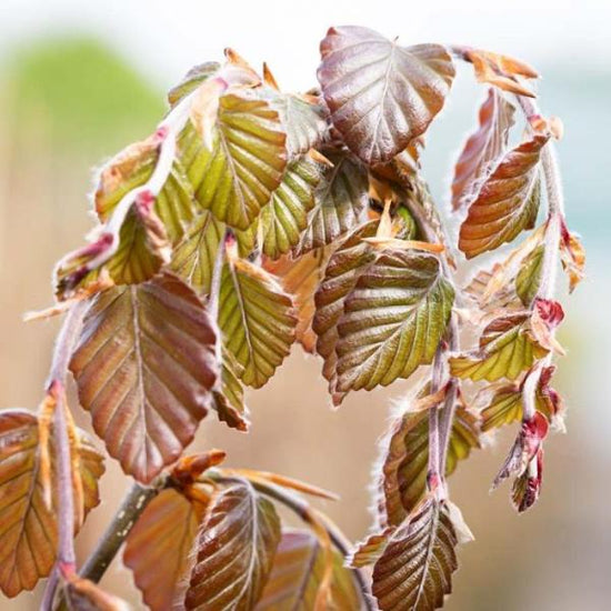 Purple-Fountain-Beech-Tree-3