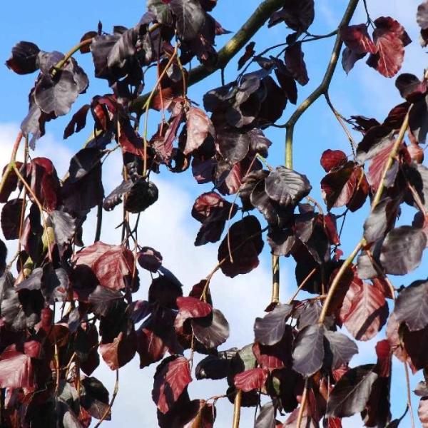 Purple-Fountain-Beech-Tree-4