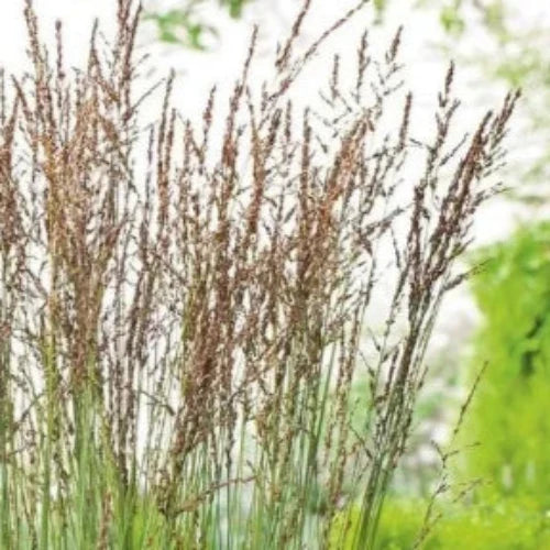 Purple-Moor-Grasses-2