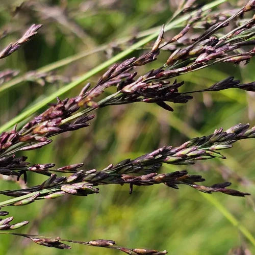 Purple-Moor-Grasses-3