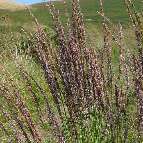 Purple-Moor-Grasses-4