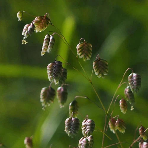 Quaking-Ornamental-Grasses-3