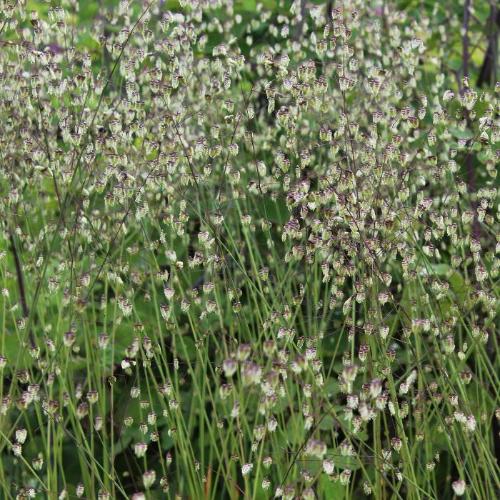 Quaking-Ornamental-Grasses-4