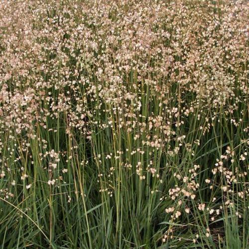 Quaking-Ornamental-Grasses-5