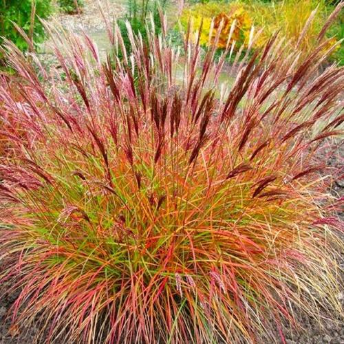 Red-Chief-Maiden-Grasses-2