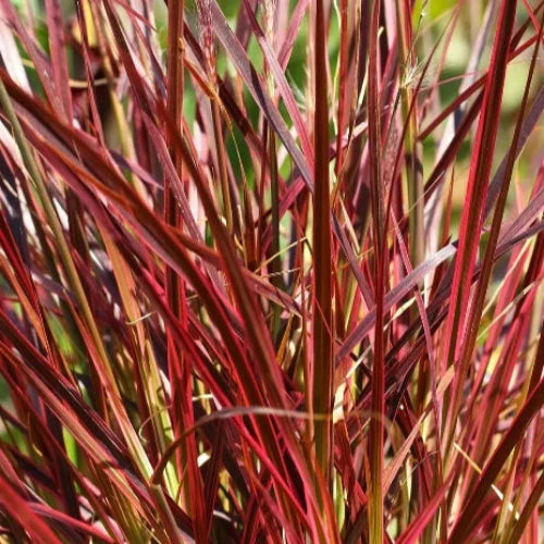 Red-Chief-Maiden-Grasses-3
